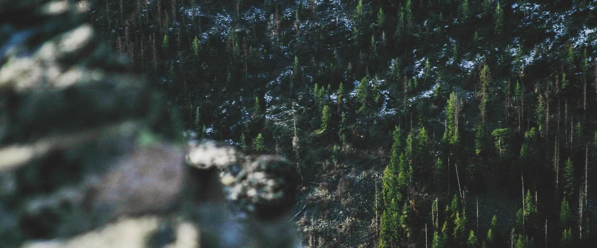 Row of forest cabins tucked into pine trees